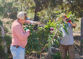 Apoyan a productores de cítricos y mango en Zacapa con asistencia técnica