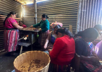 Asistencia técnica impulsa emprendimientos de cacao en Quetzaltenango