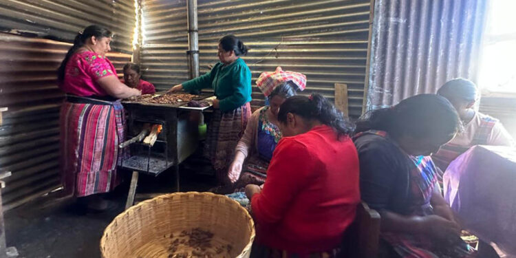 Asistencia técnica impulsa emprendimientos de cacao en Quetzaltenango