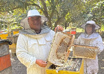 Asistencia técnica impulsa la producción de miel en Chimaltenango y San Marcos