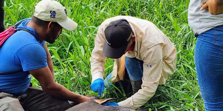 Atención inmediata en departamentos con mayor incidencia de Gusano Barrenador
