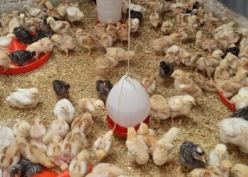 Beneficios de la crianza de pollos de engorde