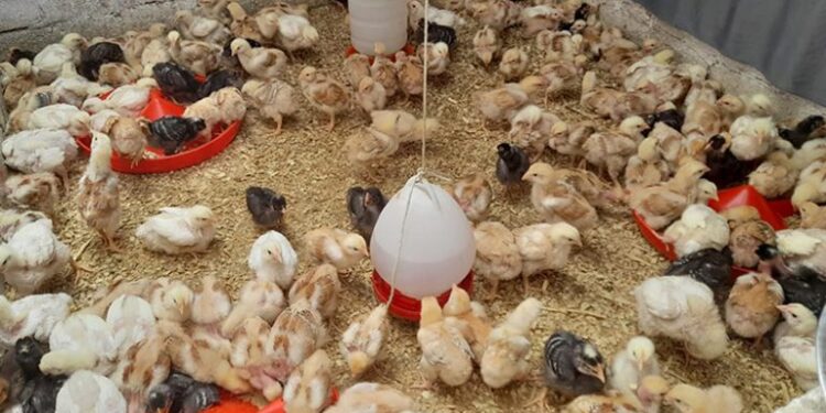 Beneficios de la crianza de pollos de engorde