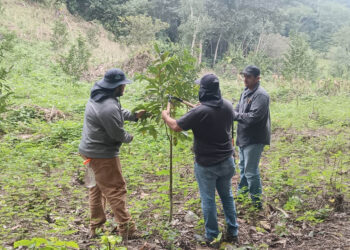 Brindan asistencia técnica en poda de cultivos frutales