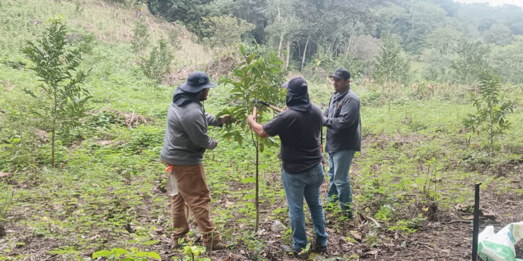 Brindan asistencia técnica en poda de cultivos frutales