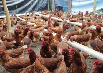Buenas prácticas en el manejo de gallinas ponedoras