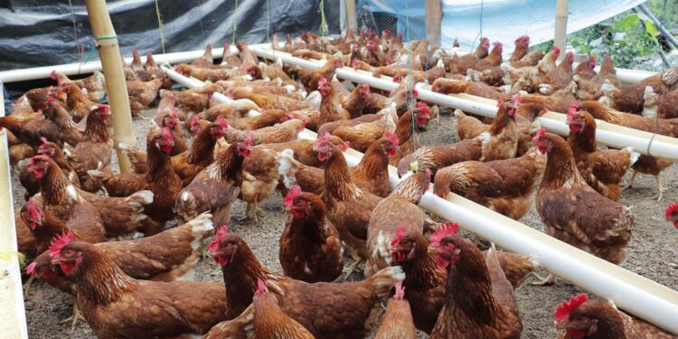 Buenas prácticas en el manejo de gallinas ponedoras