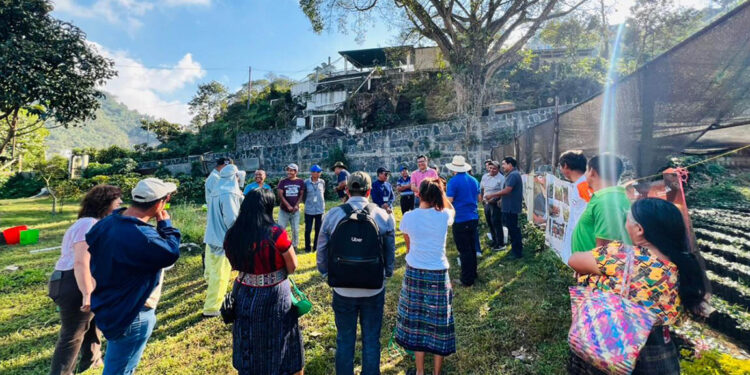 Caficultores de San Lucas Tolimán conocen la normativa europea