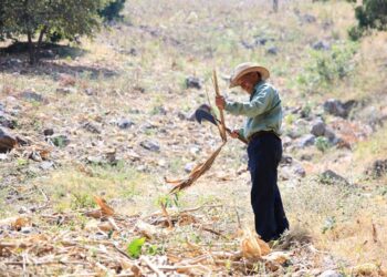 Campaña “Alto al Fuego” impulsará buenas prácticas agrícolas
