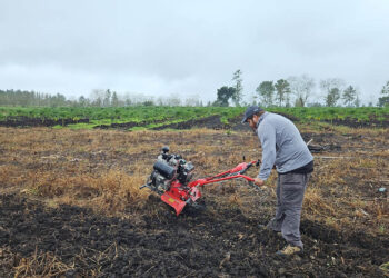 Capacitan a productor en el cultivo de tomate