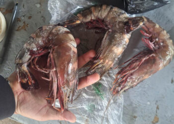 Confirman presencia de camarón tigre en Izabal