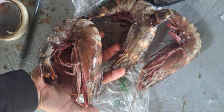 Confirman presencia de camarón tigre en Izabal