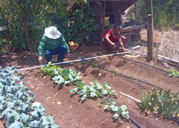 Conozca los requisitos para ser elegible al programa Alimentos por Acciones