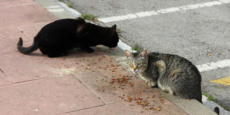 Conozca qué es la Panleucopenia Felina y cómo prevenirla