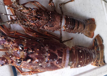 Coordinan actualización regional de datos relativos a la langosta del Caribe