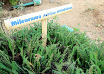 Cultivar plantas medicinales une la agricultura familiar, la salud y el bienestar comunitario