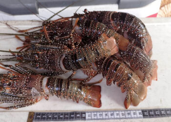 Decretan veda de la langosta del Caribe para proteger la especie y fomentar el consumo responsable
