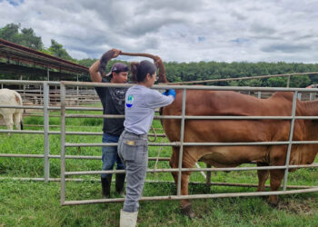 Desarrollan muestreo nacional para prevenir la brucelosis bovina