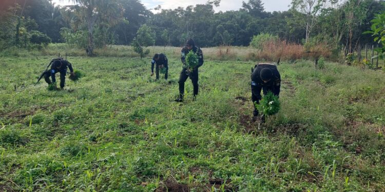 Destruyen cultivos ilegales valorados en Q7.2 millones