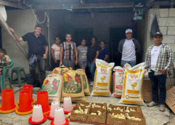 Distribuidos más 14 mil pollos de engorde en granjas de Petén