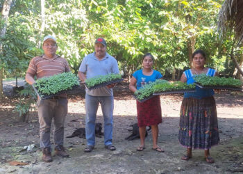 Entregan más de 343 mil pilones de hortalizas en Petén