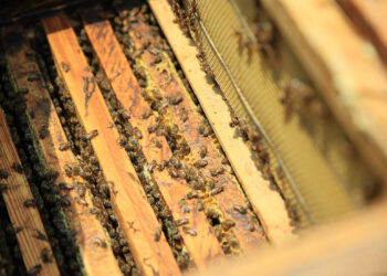 Fortalecen la producción apícola en San Marcos y Santa Rosa