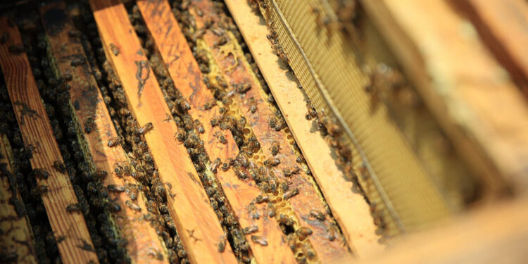 Fortalecen la producción apícola en San Marcos y Santa Rosa