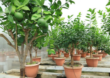 Fortalecen la sanidad citrícola con la distribución de más de 16 mil yemas sanas en 2025