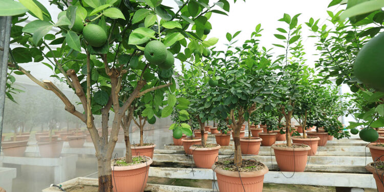 Fortalecen la sanidad citrícola con la distribución de más de 16 mil yemas sanas en 2025