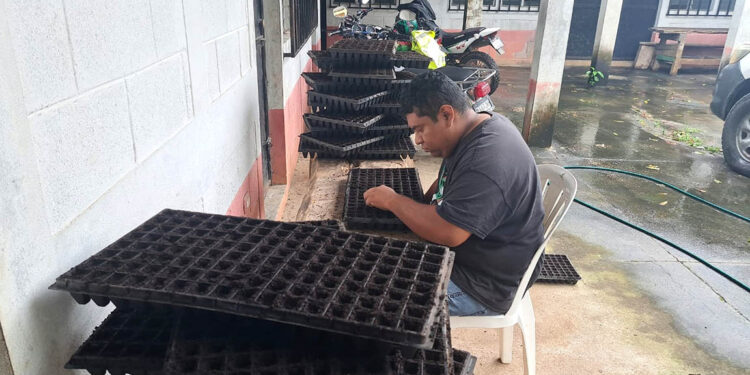 Fortalecen producción de pilones de hortalizas