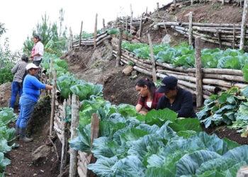 Hortaliza de alto valor nutricional beneficia a familias y pequeños productores