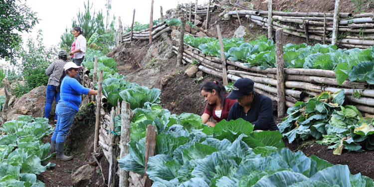 Hortaliza de alto valor nutricional beneficia a familias y pequeños productores