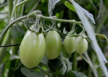 Hortalizas tropicalizadas impulsan la agricultura en los climas cálidos