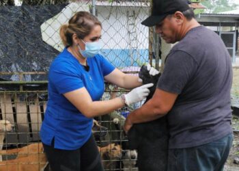 Brindan atención sanitaria a los animales resguardados en Morales, Izabal