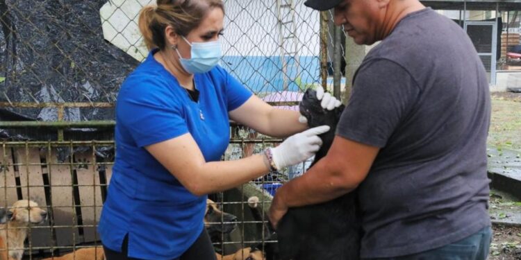 Brindan atención sanitaria a los animales resguardados en Morales, Izabal