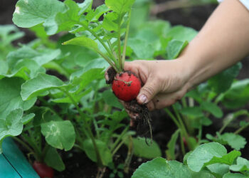 Impulsamos el cultivo de hortalizas para fortalecer la seguridad alimentaria