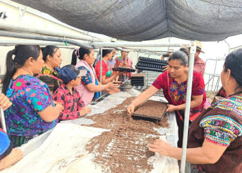 Incentivan la producción de hortalizas en comunidades rurales