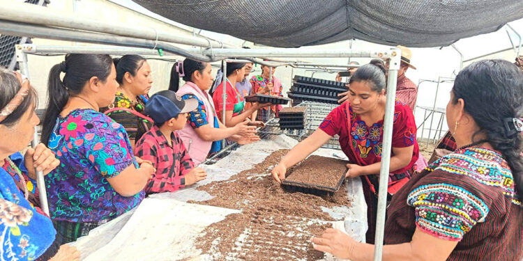 Incentivan la producción de hortalizas en comunidades rurales