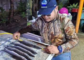 Inicia monitoreo biológico de langosta para fortalecer la gestión pesquera