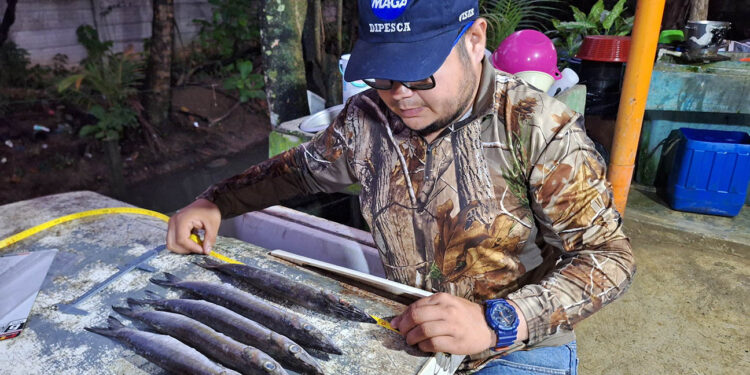 Inicia monitoreo biológico de langosta para fortalecer la gestión pesquera