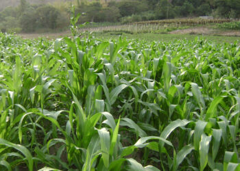 La agricultura impulsa el desarrollo rural y la diversificación productiva del país