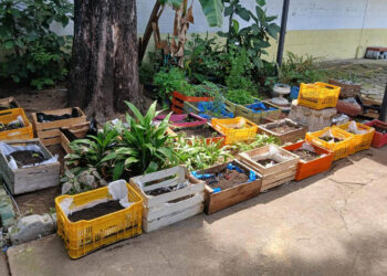 La alternativa sostenible para producir alimentos en casa son los huertos urbanos