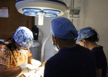 La importancia de la esterilización en mascotas