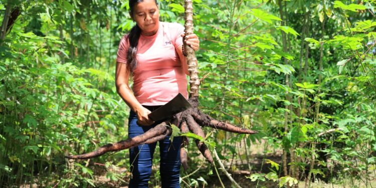 La yuca impulsa la seguridad alimentaria y la economía rural en Guatemala