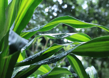 Lluvias, bajas temperaturas y vientos fuertes afectan mayor parte del país
