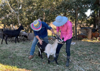 Manejo de cabras fortalece la producción familiar y protege el entorno