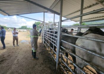 Monitorean 209 municipios ante bajas temperaturas y vientos fuertes