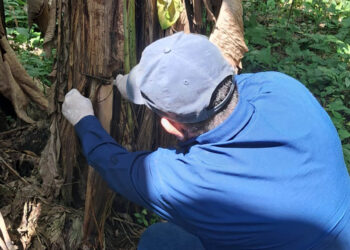 Monitoreos fitosanitarios confirman ausencia de Fusarium en el país