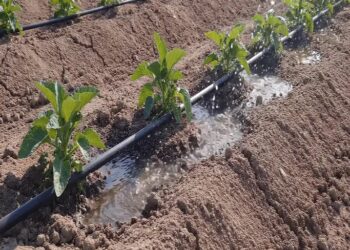 Persisten bajas temperaturas por frente frío