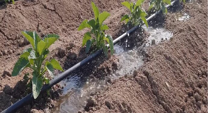 Persisten bajas temperaturas por frente frío